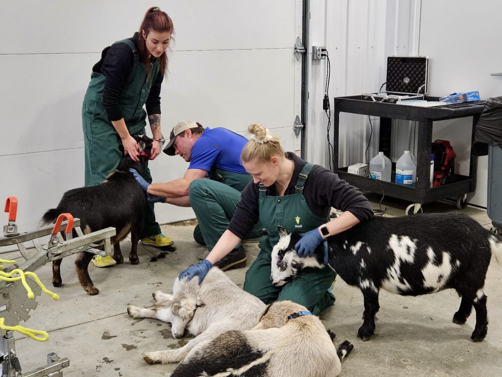 Small Ruminant Services - GenOvations